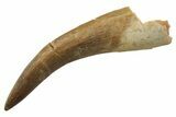 Fossil Plesiosaur (Zarafasaura) Tooth - Morocco #298310-1